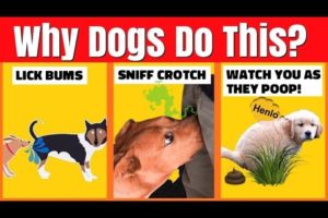 WHY DO DOGS LICK BUMS? - WEIRD Dog Behaviours and What They Actually Mean? - PART 1
