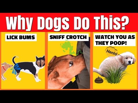 WHY DO DOGS LICK BUMS? - WEIRD Dog Behaviours and What They Actually Mean? - PART 1
