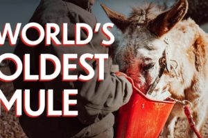 We Rescued the World's Oldest Mule from Slaughter | January Auction