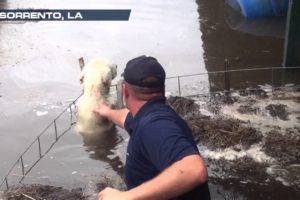 WeatherNation Rescues Animals from Louisiana Flood