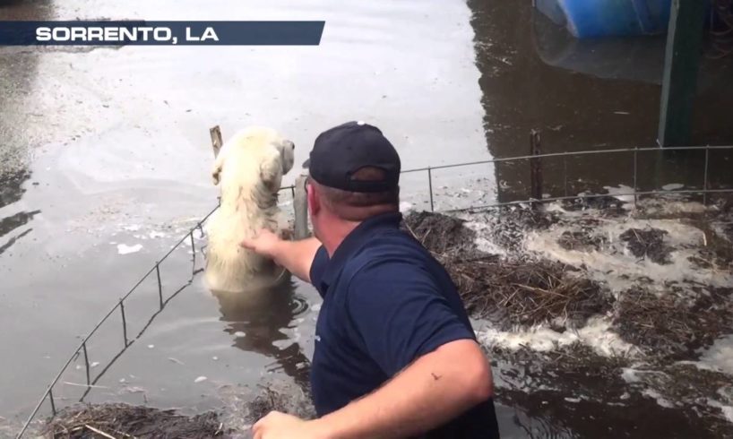 WeatherNation Rescues Animals from Louisiana Flood