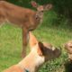 What Happens When These Animals Get Together! Cute Animal Interactions!