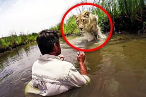 When This Man Found Two Lions He’d Rescued As Cubs, One Of Them Pounced In A Terrifying Instant
