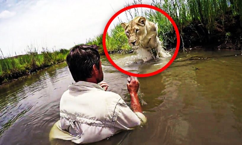 When This Man Found Two Lions He’d Rescued As Cubs, One Of Them Pounced In A Terrifying Instant