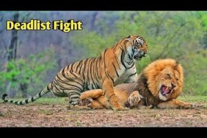 Who is the🦁king || tiger and lion🔥 Fight || animals Fight video || animals🔥videos #short