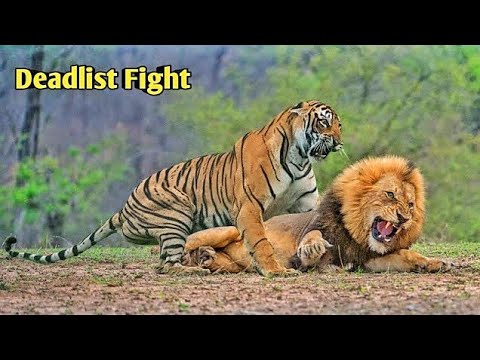 Who is the🦁king || tiger and lion🔥 Fight || animals Fight video || animals🔥videos #short