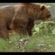 Wild Animal Fights .Mother puma  protect her baby from Grizzly Bear