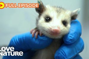 Wild Baby Animal Rescues That Will Melt Your Heart | City Wildlife Rescue 101