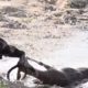 Wild Dogs Attack and Eat Animals - Animal Fighting | ATP Earth
