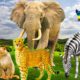 Wild animals - elephant, tiger, giraffe, cow, zebra, crocodile, monkey - animal sounds