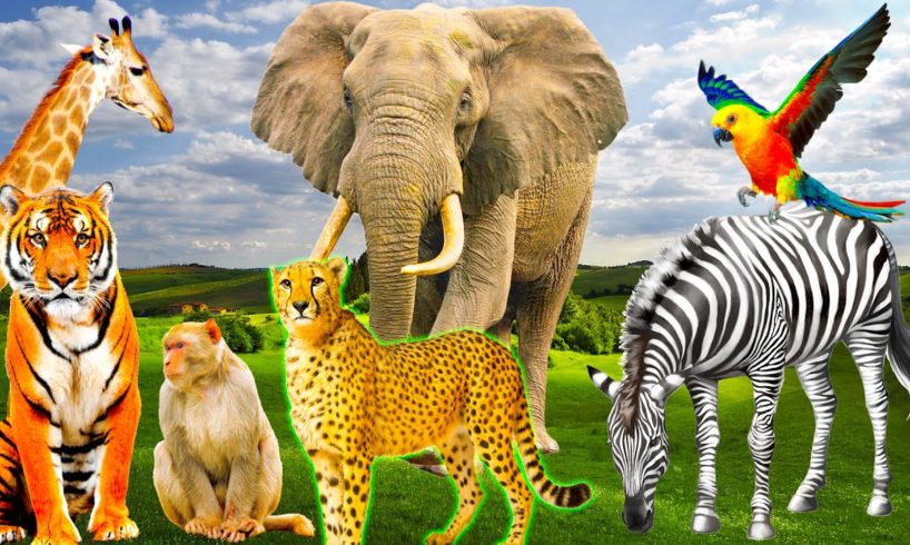 Wild animals - elephant, tiger, giraffe, cow, zebra, crocodile, monkey - animal sounds