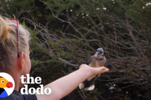 Woman Makes Friends With Wild Blue Jays | The Dodo