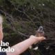 Woman Makes Friends With Wild Blue Jays | The Dodo