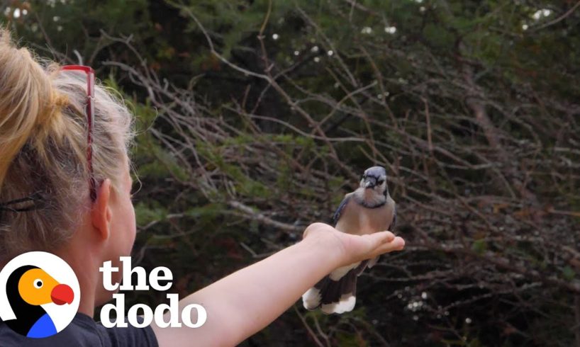 Woman Makes Friends With Wild Blue Jays | The Dodo
