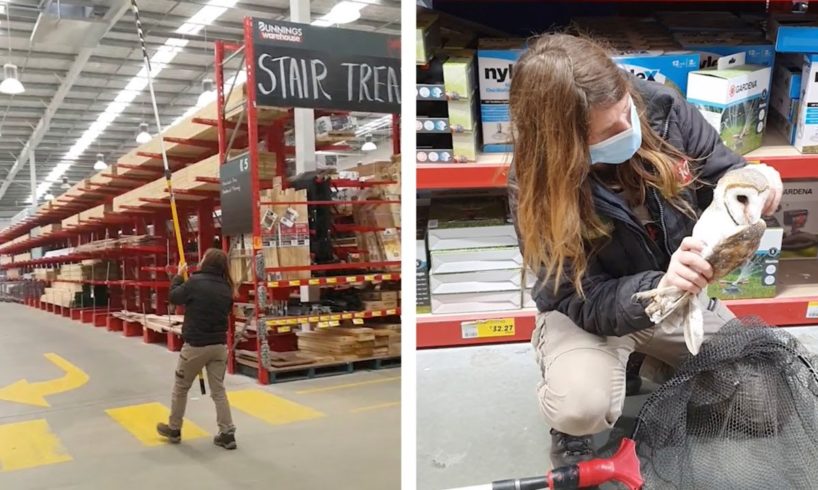 Woman Rescues Owl Found In Warehouse (Heartwarming Animal Rescue)