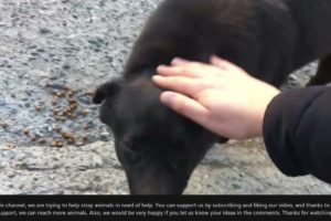 Wow ! ! Poor DOg Rescued From Mangoworms & Parasites! RESCATE ANIMALES 2021 猫からワームを取り除く