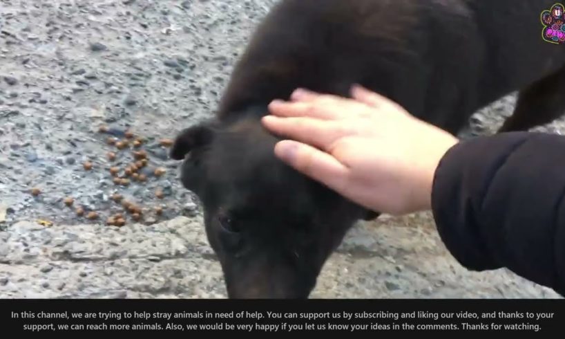 Wow ! ! Poor DOg Rescued From Mangoworms & Parasites! RESCATE ANIMALES 2021 猫からワームを取り除く
