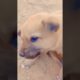 amazing Cutest Puppies - Funny Puppy Videos|| l #funny #dog  #short #puppy