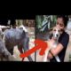 animal rescue best video ever