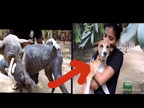 animal rescue best video ever