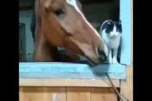 animals fight brutal animal fights horse and cat fights rare video
