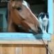 animals fight brutal animal fights horse and cat fights rare video