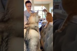 cat videos for dogs to watch
