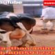 👉cow short video/new cow WhatsApp status/animal short video/animals video/cow kids/animal s