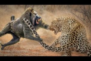 cruel animal fights | mobo