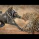 cruel animal fights | mobo