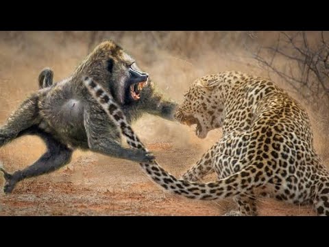 cruel animal fights | mobo