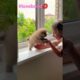 cute baby animals videos compilation cutest moment of the animals-cutest puppies#2