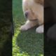 ❤️cute puppies doing funny things , cutest puppy #16  #shorts