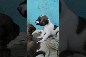 cutest puppies moments