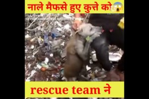 dog ka rescue 😱 like share subscribe @Mr indian hacker @crazy xyz @experimentking sabmilega#shorts