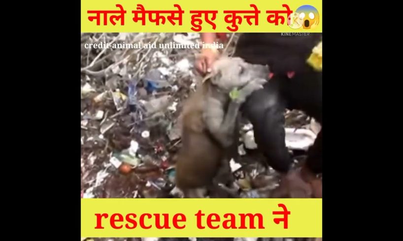 dog ka rescue 😱 like share subscribe @Mr indian hacker @crazy xyz @experimentking sabmilega#shorts