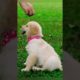 for dog lovers cutest puppies ever | #shorts #Lifemerinazarse