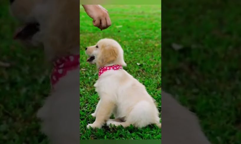 for dog lovers cutest puppies ever | #shorts #Lifemerinazarse