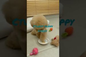 funniest and cutest puppies videos. shorts. puppy.
