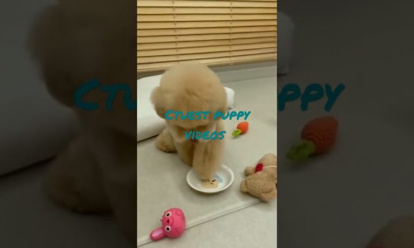 funniest and cutest puppies videos. shorts. puppy.
