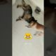 funny dog video 🐕!! animals playing 😂#play #youtubeshorts #funny #shorts