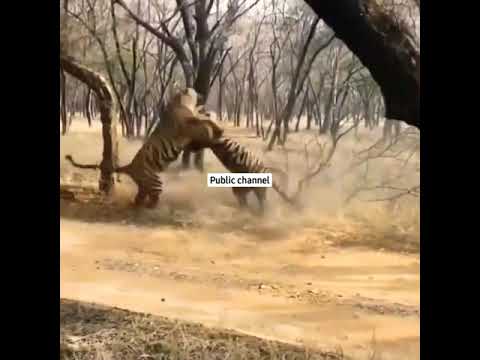 lions fight 🦁🦁🦁  lion vs lion ...animal fights