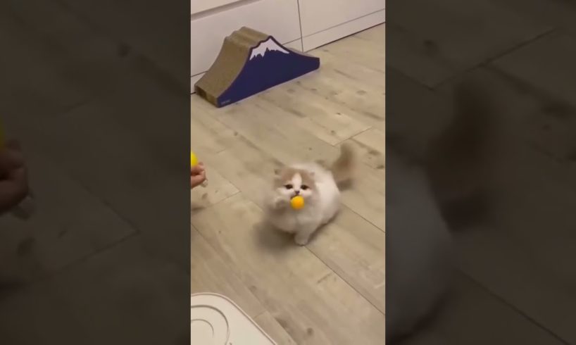 little cute cat playing with a ball 😊😊😁😁🎾🎾 #funniestmoment #animals #shorts
