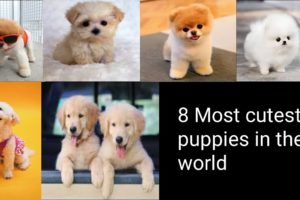 most cutest puppies in the world you must watch