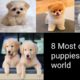 most cutest puppies in the world you must watch
