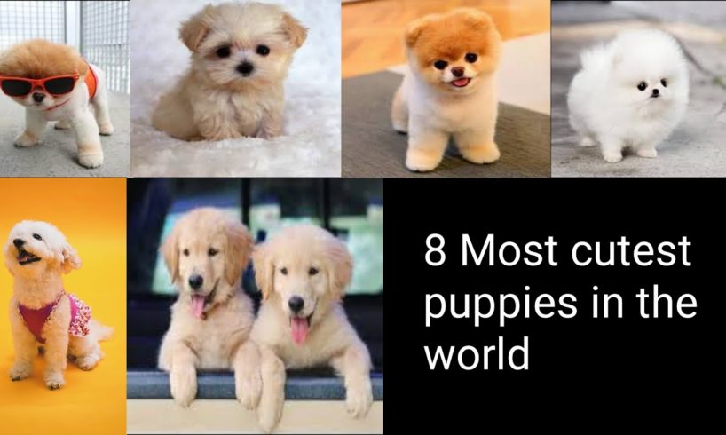 most cutest puppies in the world you must watch