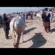 natural animal meeting|cow bull and buffalo|#hybridmating|#crossmeeting