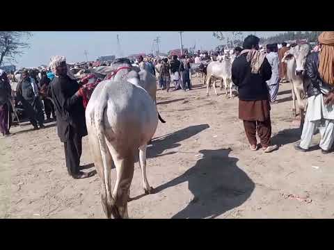 natural animal meeting|cow bull and buffalo|#hybridmating|#crossmeeting