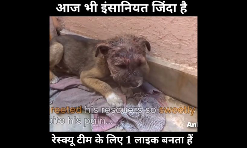 puppy rescue।Er. saurav YouTuber।#rescue ।#shorts ।#puppy