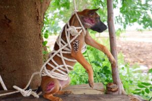 rescue an abandoned puppy who was tied with big rope and left him alone under the tree